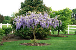 Purple Wisteria 6-12&quot; in Height in a 2.5&quot; Pot - £29.99 GBP