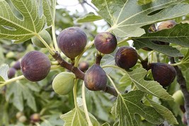 Live Plant Magnolia Brunswick Fig Tree (Madonna, Dalmatia) - Ficus carica - £40.88 GBP