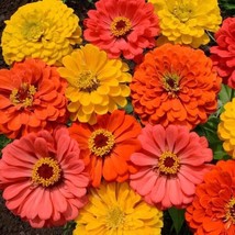 Zinnia &quot;Fruity Beauty&#39; Mix 25 Seeds Garden Us Seller - $6.00