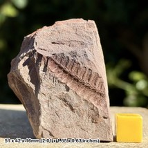 RARE Pecopteris Fossil Plant Leaf - Coal Measures, Carboniferous, Forest of - £40.03 GBP