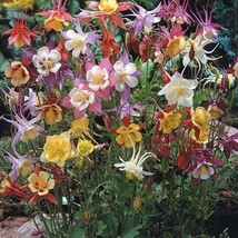 100 Dwarf Columbine Seeds Gardening Fresh USA Seller - £7.22 GBP