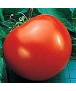 Tomato Goliath - Hybrid Great Garden Vegetable 30 Seeds - €11,29 EUR