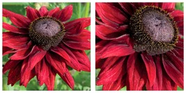 200 Pcs Seeds Dark Red Echinacea 6-Layer Big Blooms Flowers Light Fragrant - £14.91 GBP