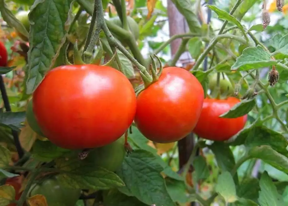 50 BUSH TOMATO Seeds Organic Compact 36"Tall Vegetable - $3.69