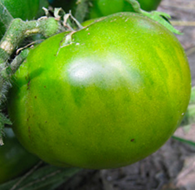 SKMO Tomato Granny Smith Vegetable Seeds Specialty Seeds  - $1.19