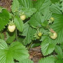 SEPTH Wild Strawberry- Vesca -white- 100 seeds- BOGO 50% off SALE - $6.06