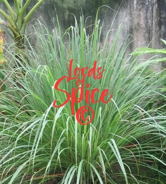 Bulk Lemongrass Tea Leaves Cut Lemon Grass tea Herb Organic 4oz USA - $23.94