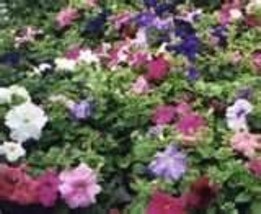 Grow In US 100 Seeds Petunia Dwarf Bedding Mix - £6.78 GBP