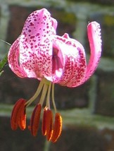 HT Lilium Martagon Martagon Lily Turk&#39;S Cap Lily 10 Seeds Garden Seeds - $20.45