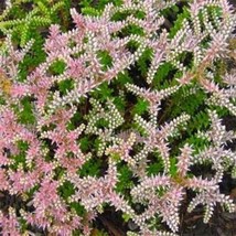 100 Sedum Ground Cover Stonecrop Succulent Seastar Flower Seeds Widows Cross Ts - $9.00