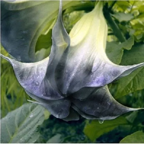 New Fresh 10 Black Angel Trumpet Seeds Brugmansia Datura Flower Fragrant - $13.58