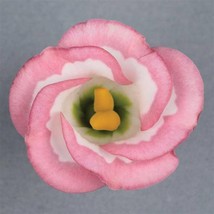 USA Seller 25 Lisianthus Seeds Lisianthus Solo Pink Picotee Garden Flowe... - $16.79