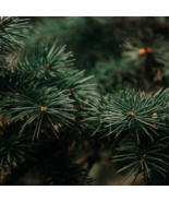 Potted Pine Tree Pinus Thunbergii Podocarpus macrophyllus - 20 Seeds - $10.19