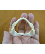 (SJ396-1 2-5/8&quot; STARSPOTTED SMOOTH-HOUND SHARK jaw teeth jaws Mustelus m... - $534.78 MXN