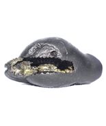 Laxmi Varaha Shaligram / Varaha Salagram - Gandaki River Nepal - $189.10 CAD