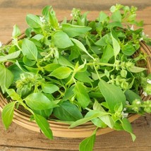SD Lemon Basil Seeds Non Gmo Heirloom 250 Fast Grow - $194.46 MXN