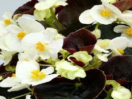 50 Pelleted Begonia Seeds Chocolates White Buy Flower Seedsgarden Beautiful USA  - £21.93 GBP