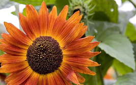 25 Seeds Indian Blanket Sunflower Helianthus Annuus Flower - £13.61 GBP