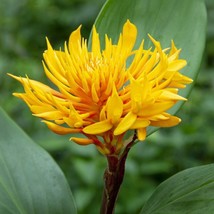 SD 15 Seeds Golden Brush 1 House Flowers Fast Grow - $13.44