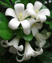 Murraya Paniculata Mock Orange Jasmine Satinwood 10 Seeds Fresh Seeds Gardening  - £14.98 GBP