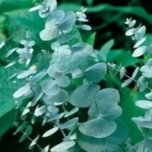 RAFH 25 Seeds Silver Drop Eucalyptus Flowers Great Scent Planting USA Seller - £7.85 GBP