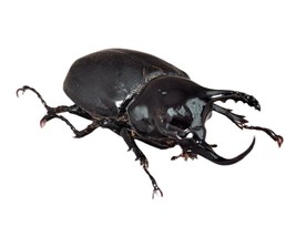 Beckius Beccarii Handmade Beetle Model Fine Insect Figurine Bugs - £35.34 GBP