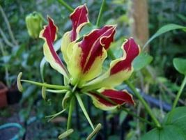 FROM US 20 Seeds Gloriosa Superba Rothschildiana Glory Lily GV18 - £28.87 GBP