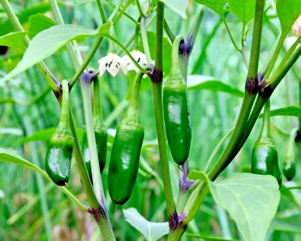 Jalapeno Pepper Organic 75 Seeds - £7.32 GBP