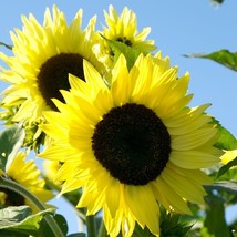 USA SELLER Lemon Queen Sunflower 15 Seeds Many Beautiful Flowers On Each... - $18.48