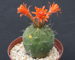 Matucana Madissoniorun Red Exotic Flowering Cacti Cactus 50 Seeds Fast Grow - $24.73