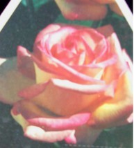 GRACE KELLY Everblooming Grandiflora Rose 1 Gal Bush Plants Plant Roses - $33.90