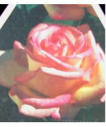GRACE KELLY Everblooming Grandiflora Rose 1 Gal Bush Plants Plant Roses - $640.57 MXN