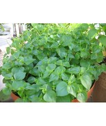Peperomia pellucida Seeds 1kg zip bag - Vegetables Grown in Gardens, Roo... - $9.00