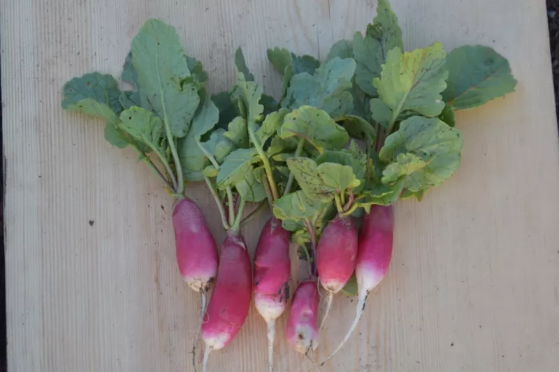 French Breakfast Radish Seeds Heirloom Organic - £3.06 GBP