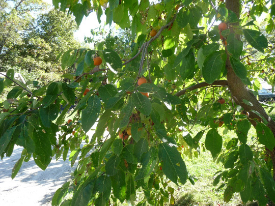 American Persimmon tree qt. pot  Item image 2