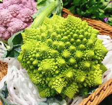 200+ Romanesco Broccoli Seeds Non Gmo Heirloom Organic Fresh - £7.77 GBP
