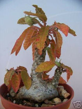 Dorstenia Foetida rare succulents caudex bonsai cacti cactus bulb seed 50 SEEDS - $16.99