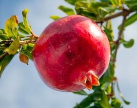 THJAR Pomegranate Seeds - Heirloom, Open Pollinated, Non GMO - Grow Indo... - $2.97