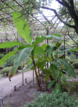 1 Pcs Starter Plant 8&quot; Tall Musa Basjoo Banana Plant, Banana Fruit Plant | RK - £31.30 GBP