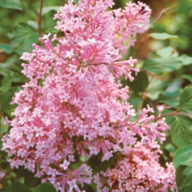 25 Pc Seeds Coral Lilac Tree Flower, Perennial Lilac Seeds for Planting | RK - £12.62 GBP