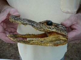 (G-Def-42) 6-1/8&quot; Deformed Gator Alligator Aligator Head Teeth Taxidermy Weird - £55.29 GBP