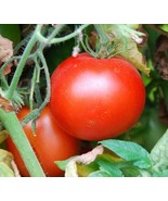 AD Rutgers Tomato Seeds 100 Culinary Cooking Vegetables Sauce Home Garden - €11,59 EUR