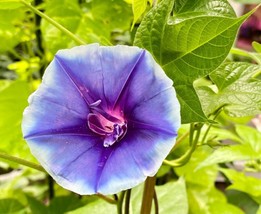 5 Seeds Japanese Morning Glory Blue Trumpets Heirloom Seeds Fast Growth Garden B - £9.23 GBP