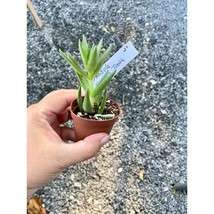 Succulent Crassula Sharks Tooth 2&quot; Pot Live Plant - $5.94
