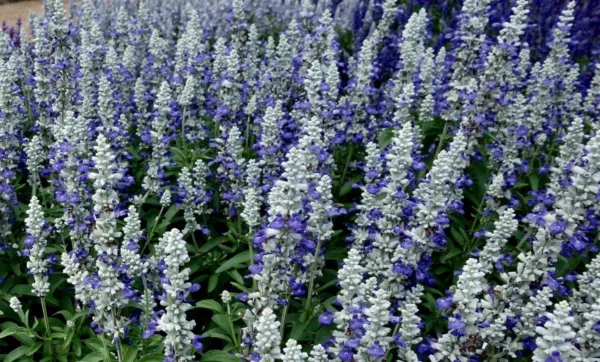 New Fresh 50 Cathedral Bluw Salvia Seeds Flower Seed Flowers - £10.16 GBP