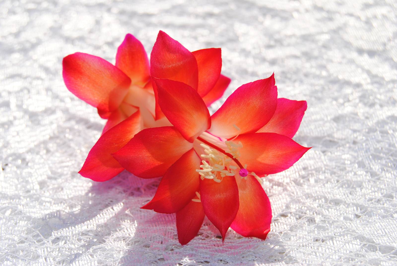Roxanne~~Christmas Cactus Well Rooted Starter Plant~~ Schlumbergera Trun... - $17.99