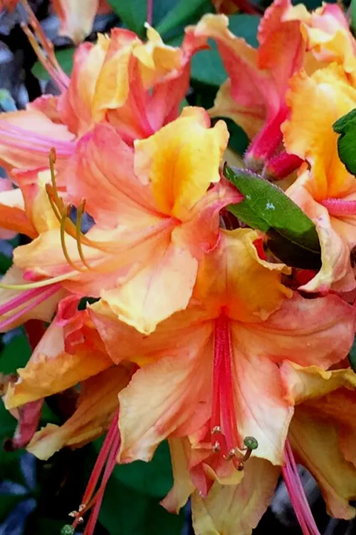 Tallulah Sunrise Aka Pat Ryan Azalea Rhododendron Deciduous Large Rooted Plan - £28.78 GBP