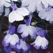 Lobelia Seeds Regatta Blue Splash Seeds Trailing Lobelia Fresh Garden - $14.25