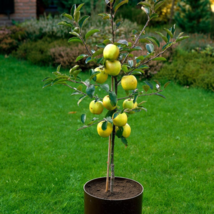 Dwarf Red Yellow Apple Tree - 10 Seeds - £4.87 GBP