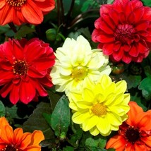 Dahlia Bloody Mary Mix 20 Flower Seeds Fresh Seeds USA - $11.86